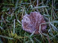 Raureif auf braunem Blatt und Gras